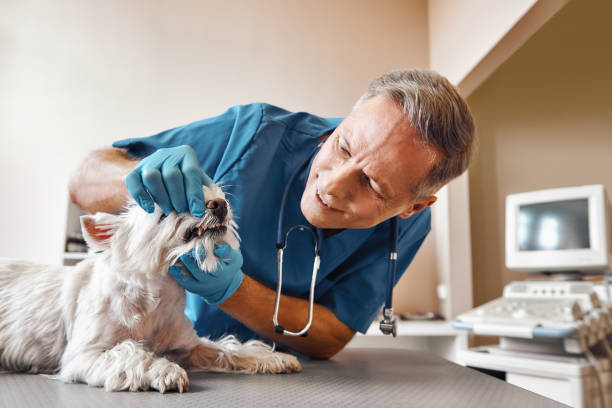 Best Pediatric Emergency Dentist in Lewistown, PA